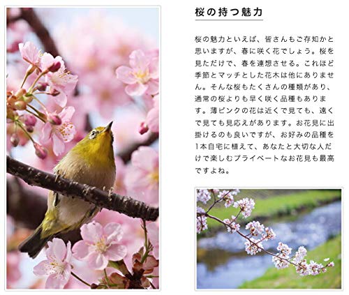 Amazon.co.jp: しだれ桜 【雨情枝垂れ桜 （うじょうしだれ）】 1年生